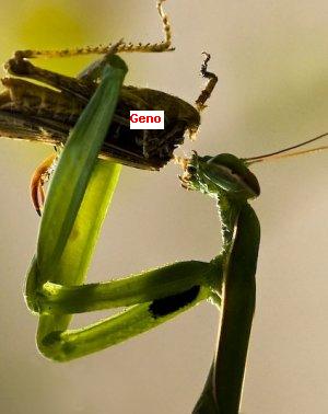 Geno loses his head 02.JPG