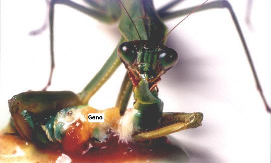 Geno loses his head 03.JPG